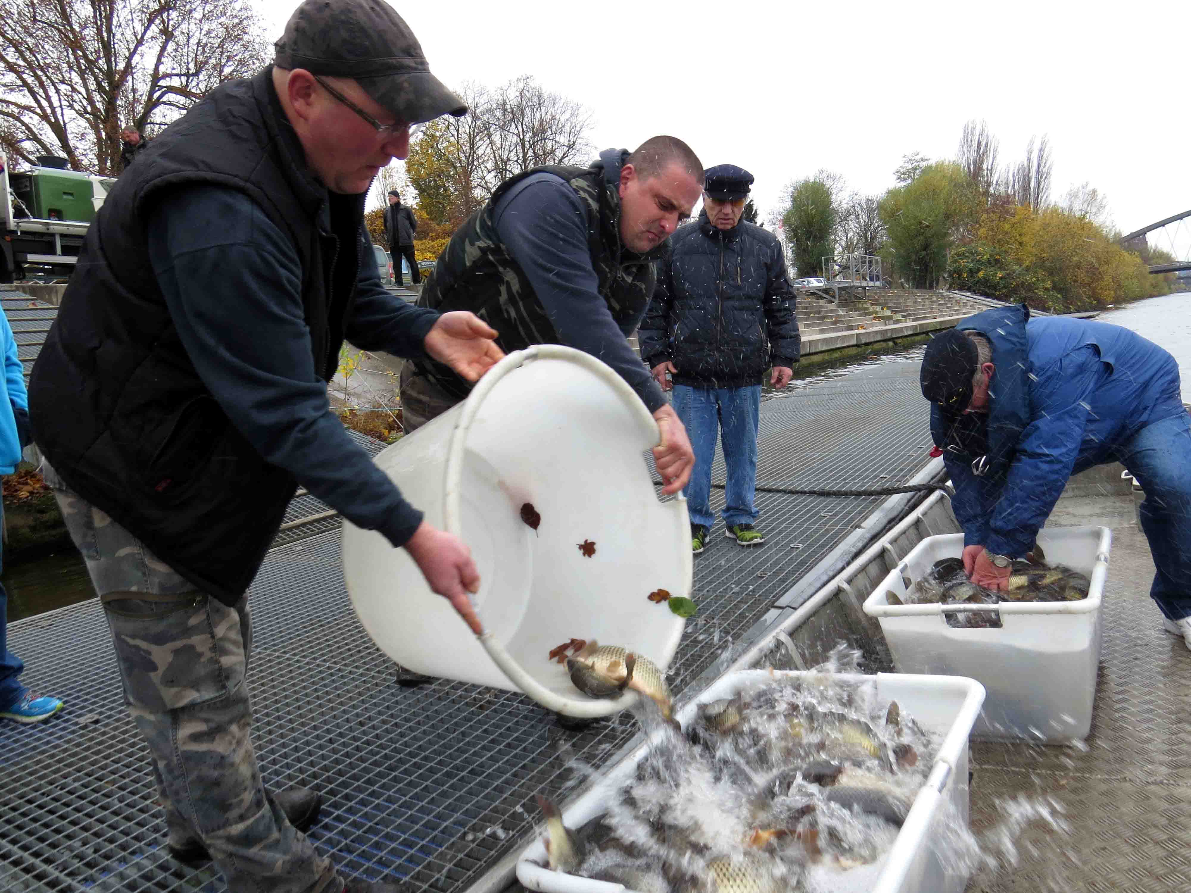 2015-11-10 Fischbesatz durch die Frankfurter Fischer und Schifferzunft im Main
