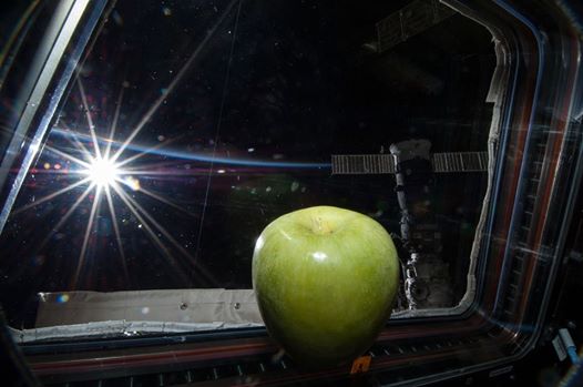 Frisches Obst fr die Besatzung der ISS. < >