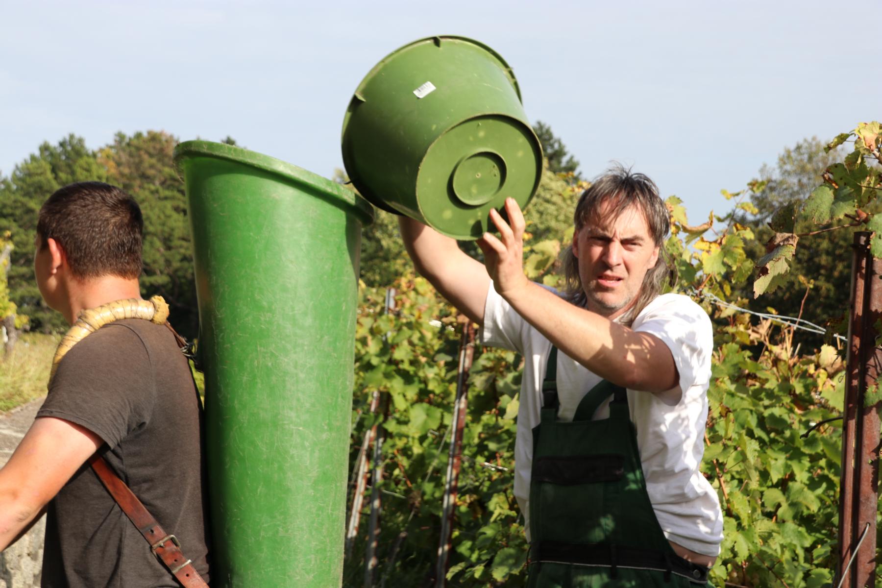  Weinlese auf dem Lohrberg, Frankfurts Hausweinberg.  FOTOS: < > < >  2023-10-07 Weinlese auf dem Lohrberg < > < > 