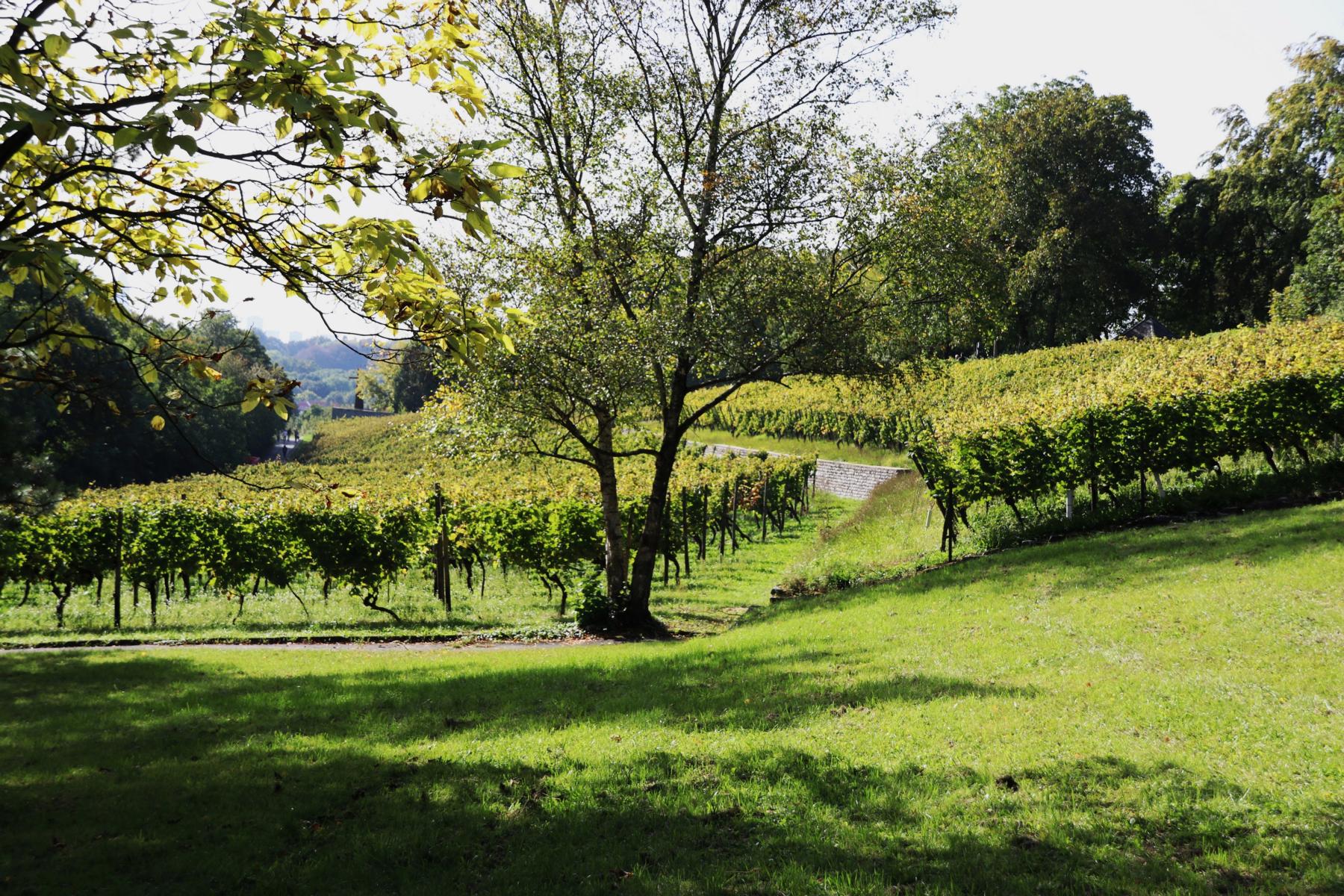 Der Lohrberg - Frankfurts Hausweinberg.< >