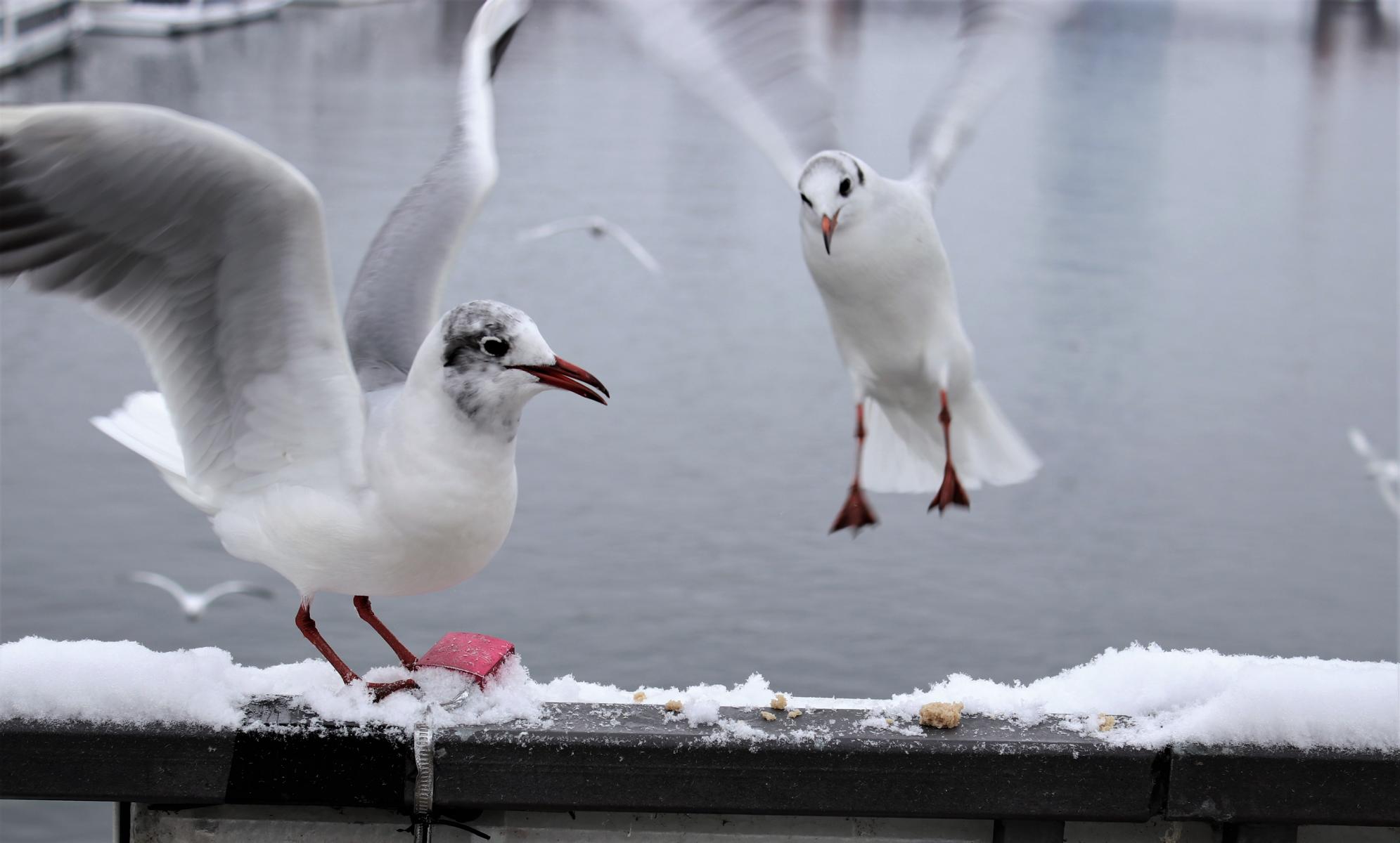 Möwen - den Winter verbringen sie gern in den Innenstädten. < >