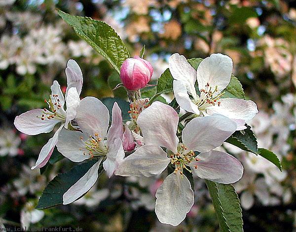 Leichte Silberwolken schweben< >
      durch die erst erwrmten Lfte, < >
      mild, von Schimmer sanft umgeben,< >
      blickt die Sonne durch die Dfte. < >  Goethe< >