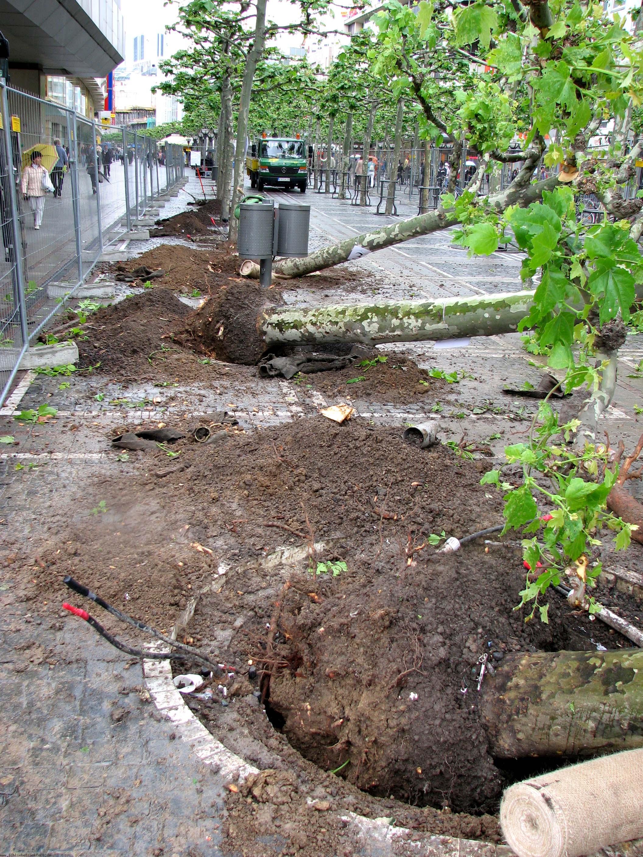 Mai 2007. Zeil. < >12 Platanen kommen - angeblich - in eine Baumschule.< >Der Zeitpunkt der Umpflanzung ist falsch< > - die Bume stehen schon im Saft - die Durchfhrung UNSACHGEMSS !!< >  28 Jahre haben die Bume gebraucht... Der Wert eines Baumes: 7000 Euro!< >< >Werden bald die 91 Platanen auf der Konstablerwache so AMPUTIERT?< > Wird das Podest - die Bhne - abgebaut, kostet allein das umpflanzen der Bume 250 000 Euro! Wir haben eine Grobaustelle mehr, der beliebte Bauernmarkt leidet, die Namenssteine - von denen wir glaubten, wir knnen sie noch unseren Urenkeln zeigen - IRGENDWO! Der neue Platz: GEWHNLICH!< >< > Mit Witz, Fantasie und Kreativitt - knnte die Zeil eine < > der berhmtesten EinkaufsStraen der Welt sein!< >DAS StartKAPITAL sind 457 BUME und< > und die BHNE Konstablerwache!< >< >KLICKEN sie auf die Fotos um sie zu vergrern -< >zu speichern oder zu versenden!< > < >