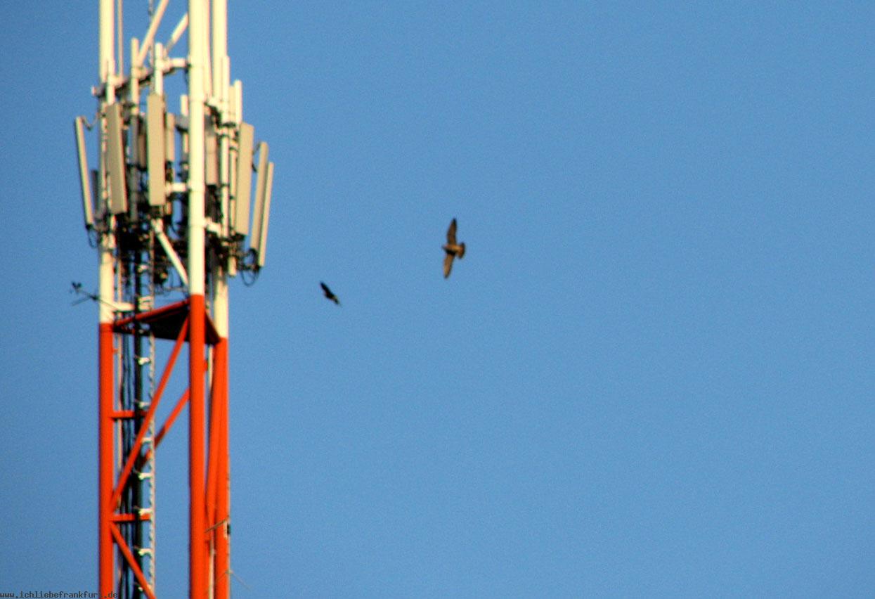 �ber den D�chern der Stadt: Falken. 7 Paare leben in Frankfurt am Main.< >