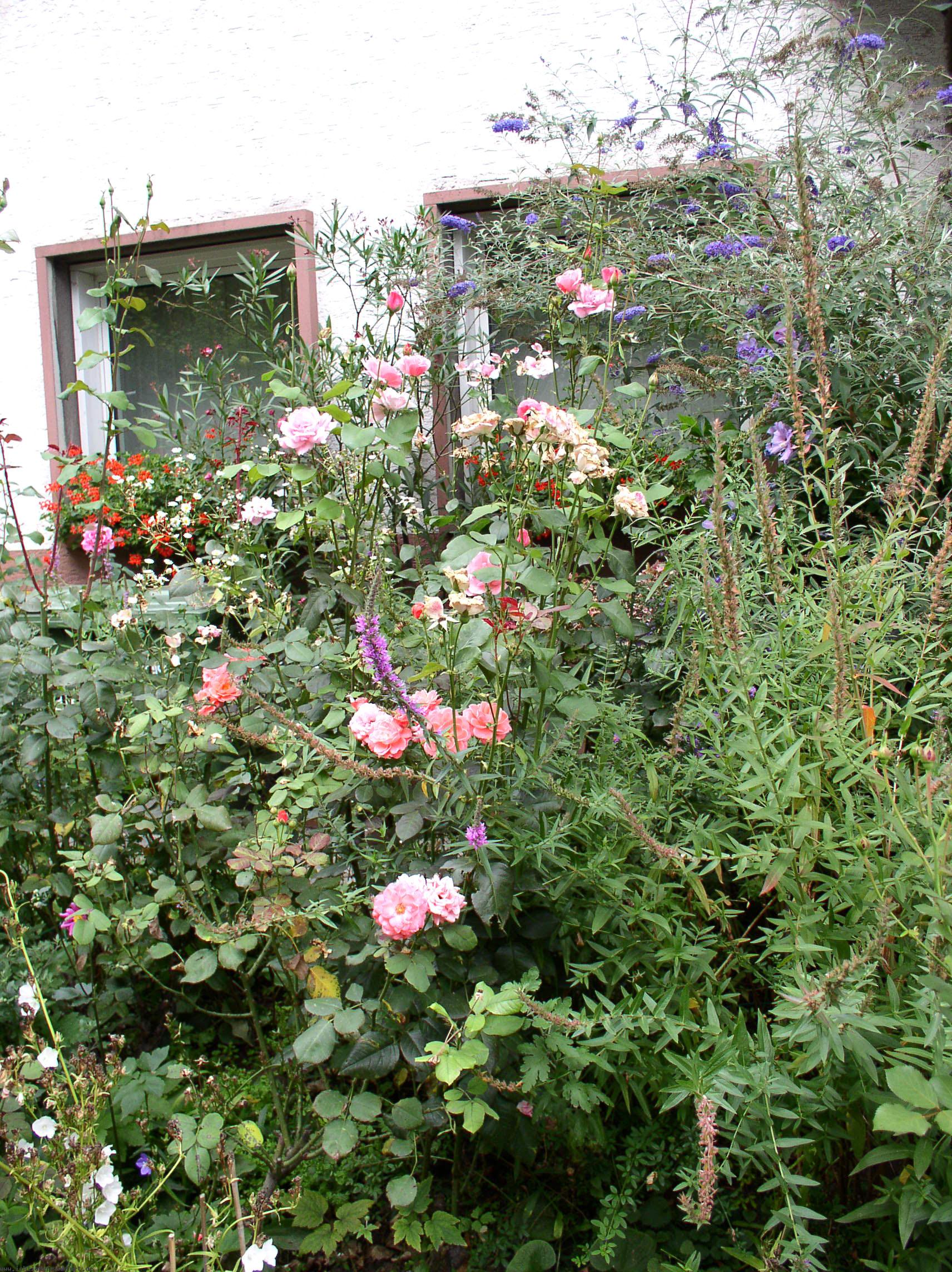 Apfelbume, Rosen, Malven und Kruter ...< >
SO schn wie hier - in der Wittelsbacher Allee - < >knnen kleine Vorgrten gestaltet sein!< >