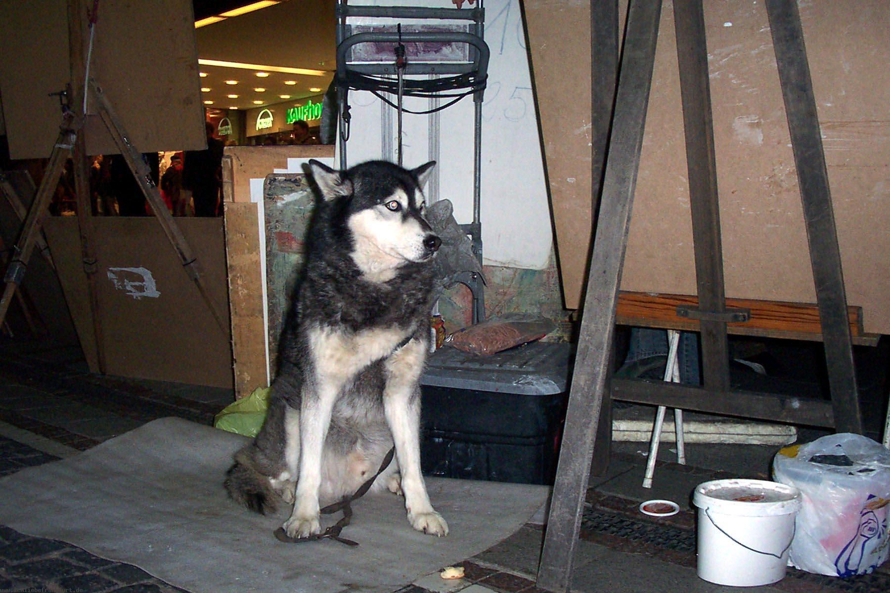 Der Hund des Stra�enmalers